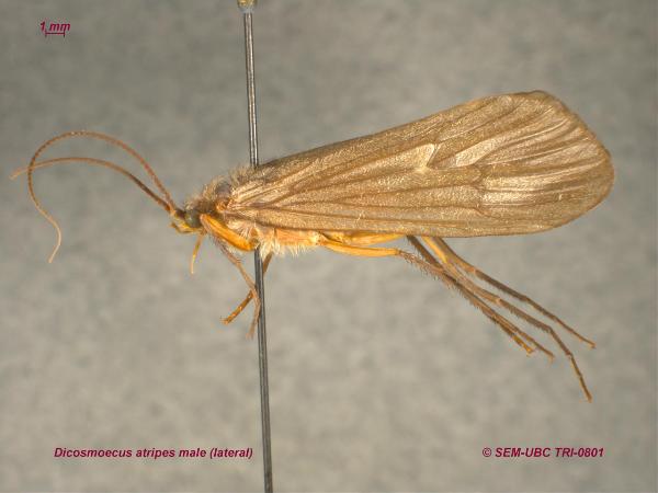 Photo of Dicosmoecus atripes by Spencer Entomological Museum